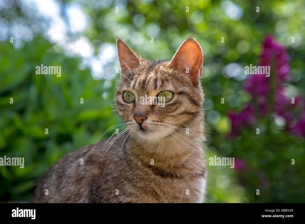 Portrait of beauty wild cat with green eyes in the garden Stock Photo ...