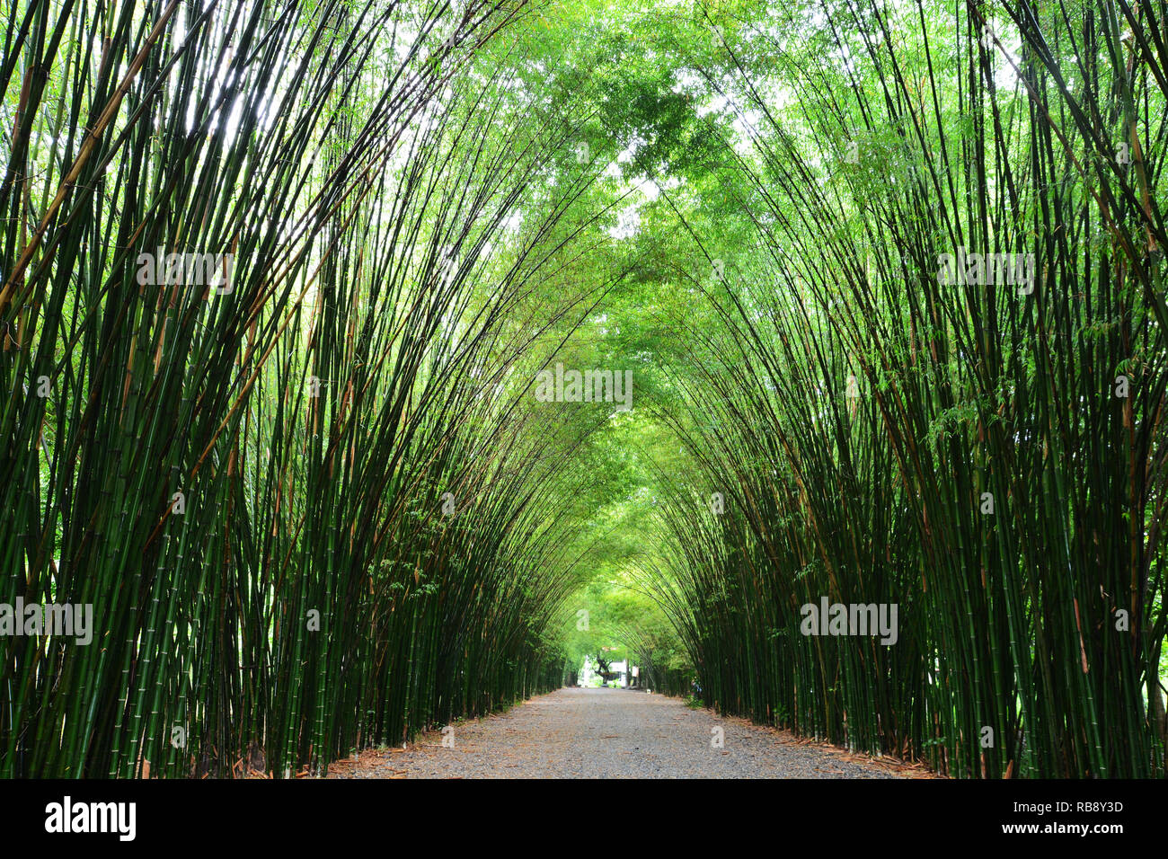 Tunnel bamboo trees and walkway, Nakhon Nayok Province in Thailand