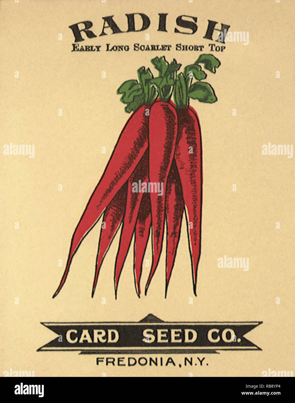 Radish Seed Packet Stock Photo Alamy