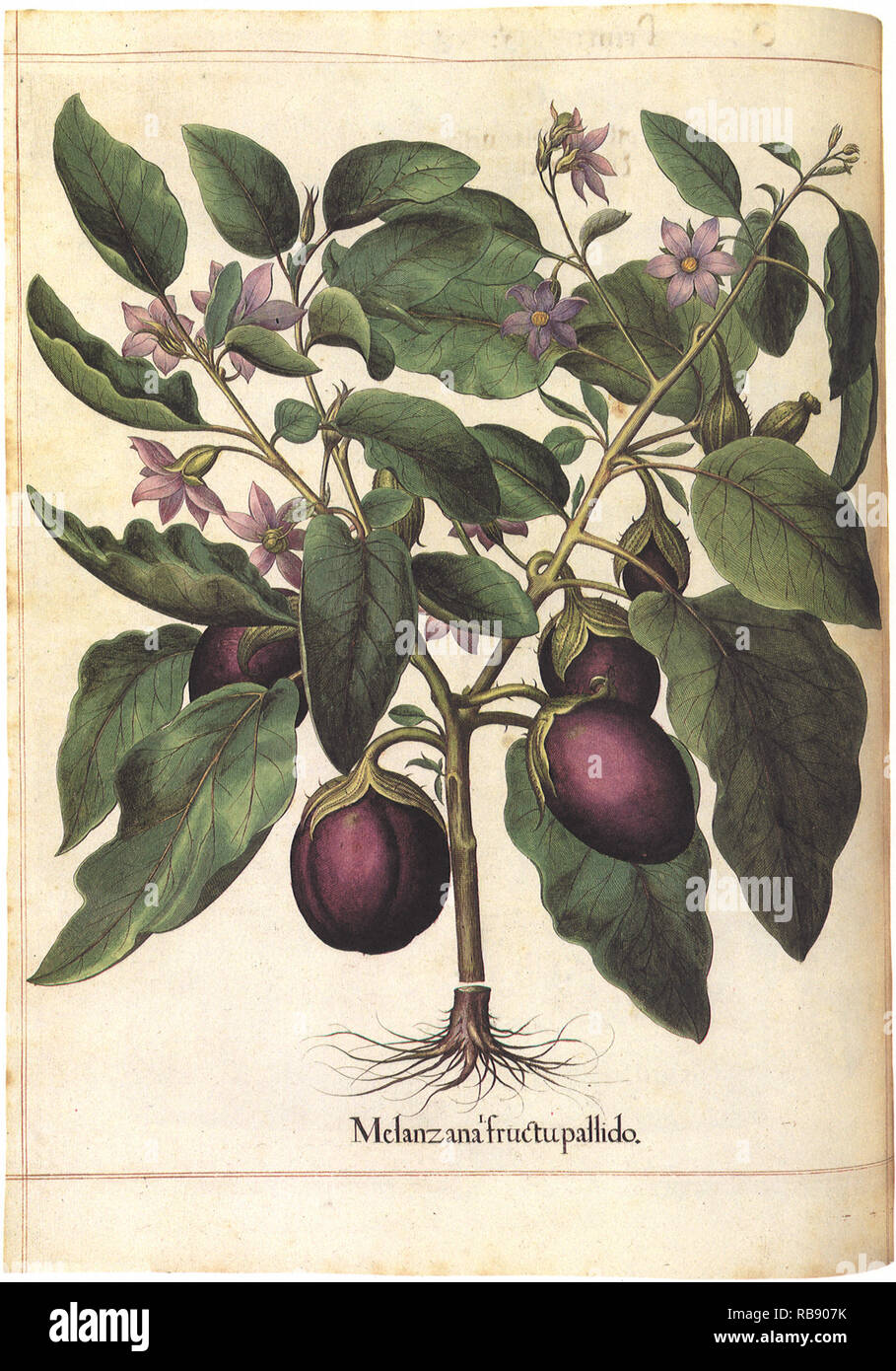 Eggplant Botanical Stock Photo