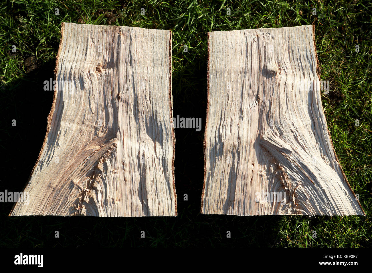 A perfectly split log from an ash tree showing grain structure of the wood  Stock Photo - Alamy