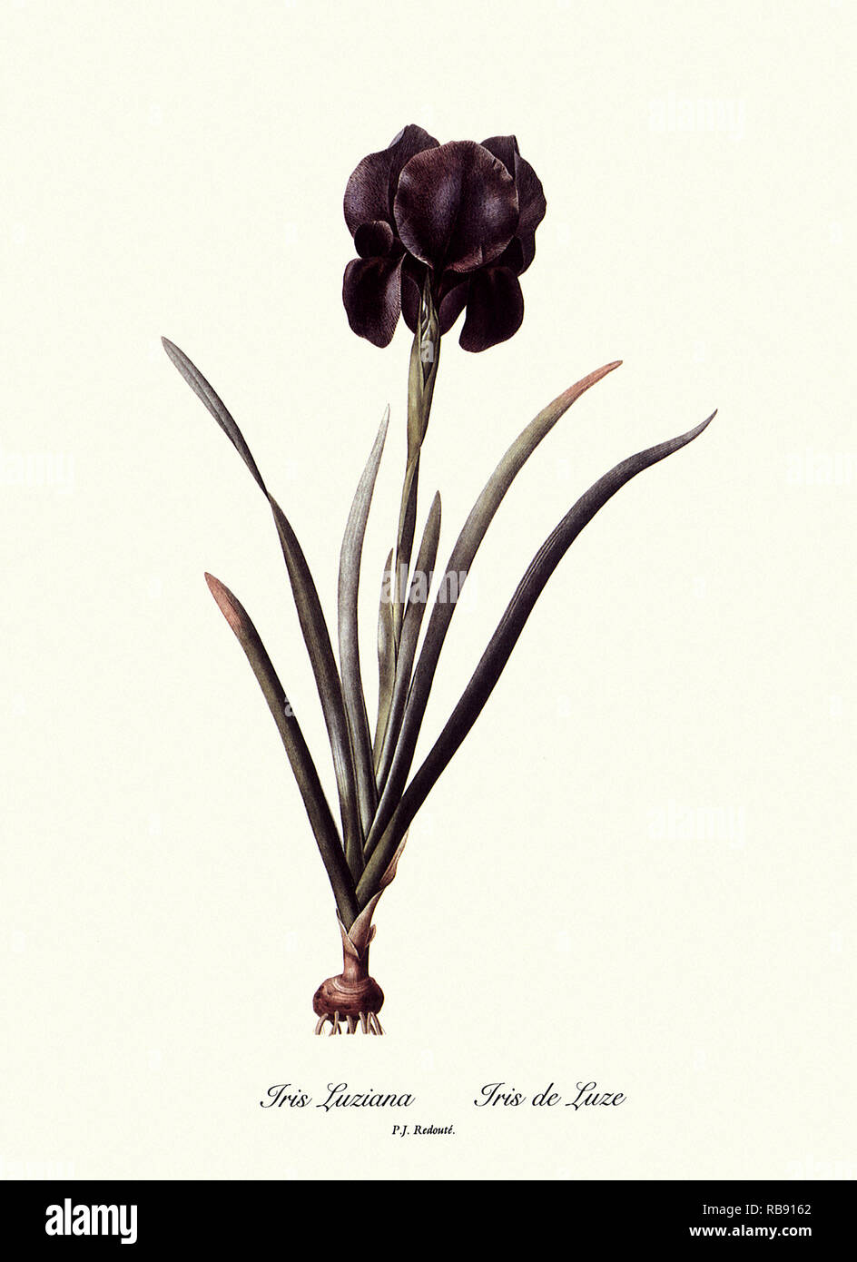 Iris Luziana, Iris de Luze Stock Photo
