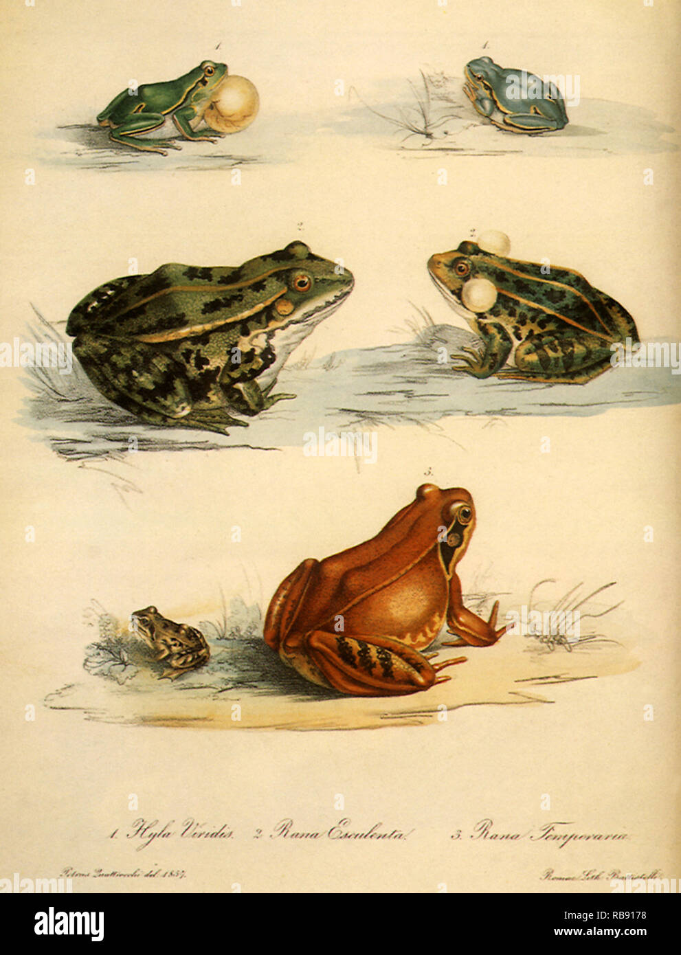 Common Tree Frog, Edible Frog, Common Frog Stock Photo Alamy