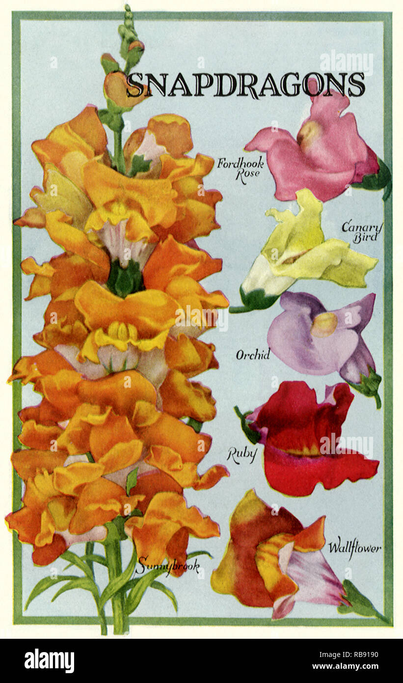 Snapdragons Stock Photo