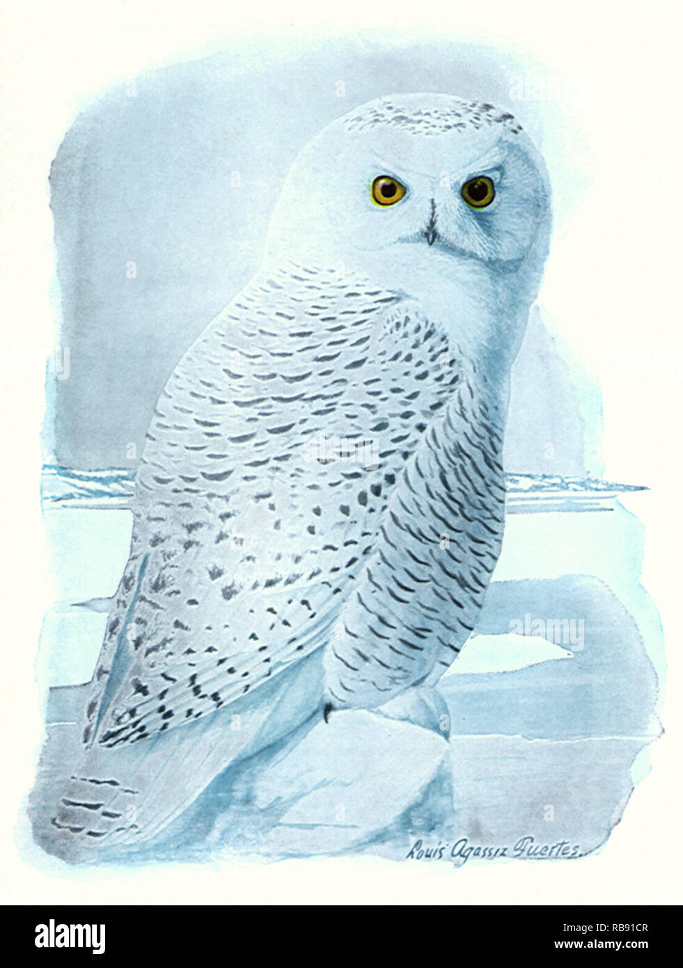 White Owl in the Snow Stock Photo