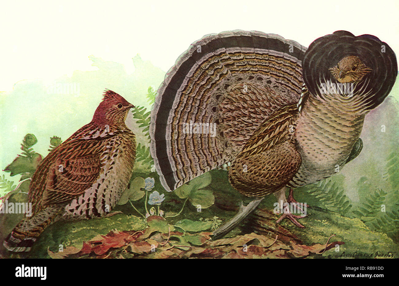 Grouse Ruffle Ruffled grouse hi-res stock photography and images - Alamy