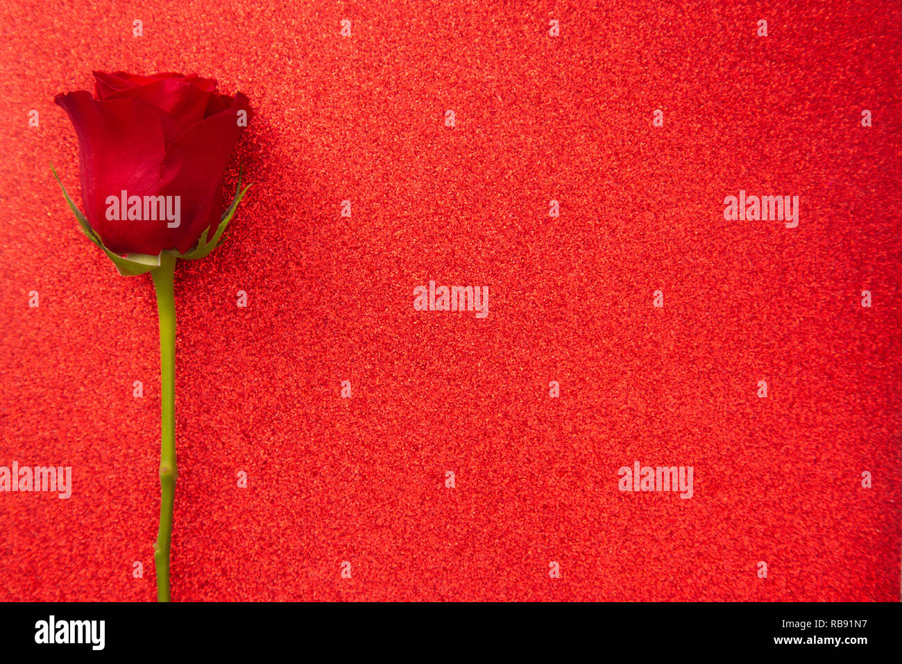 A Single Red Rose on a Red Table Stock Photo - Alamy