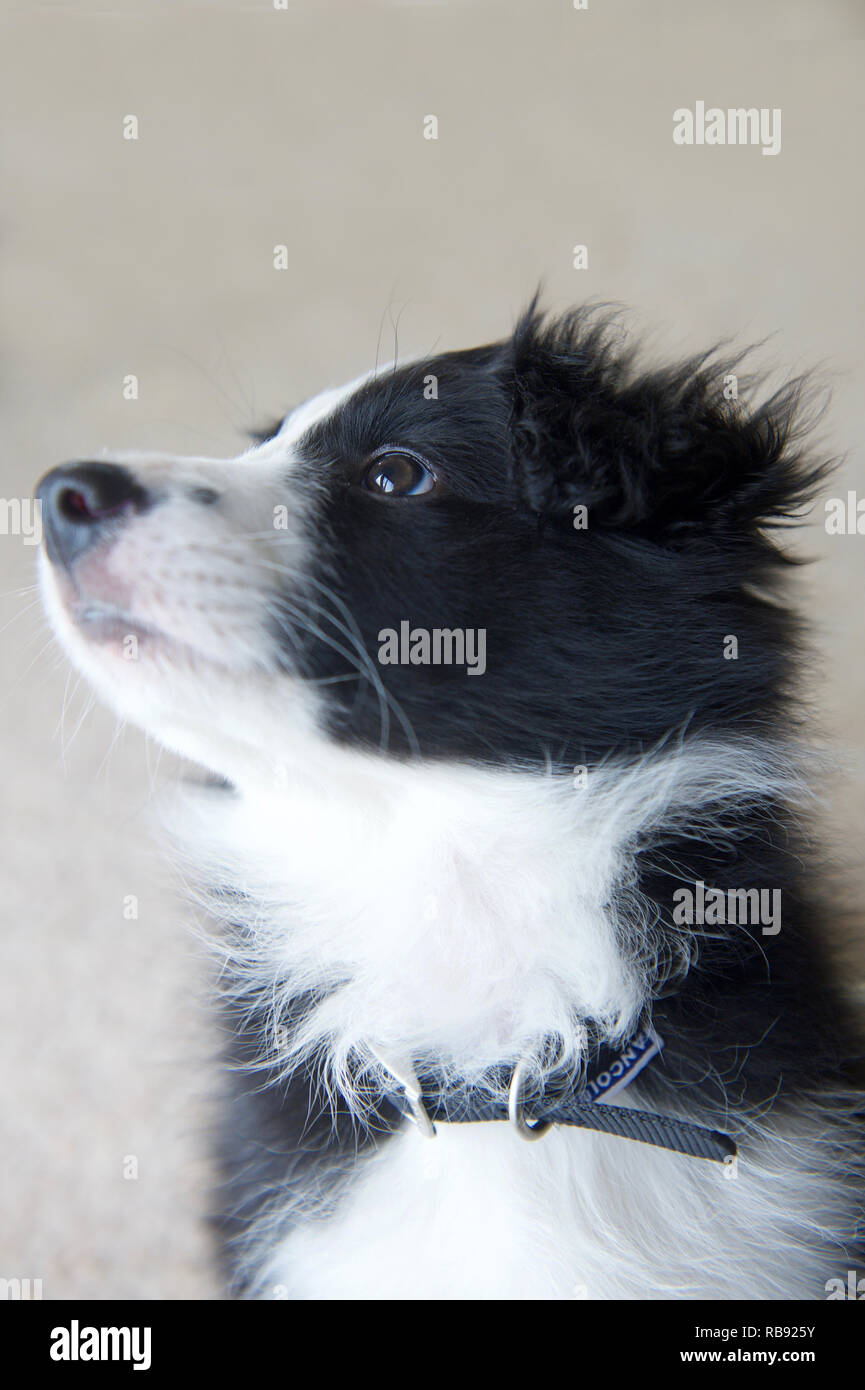 Puppy Border Collie sheepdog 8 weeks old Stock Photo - Alamy