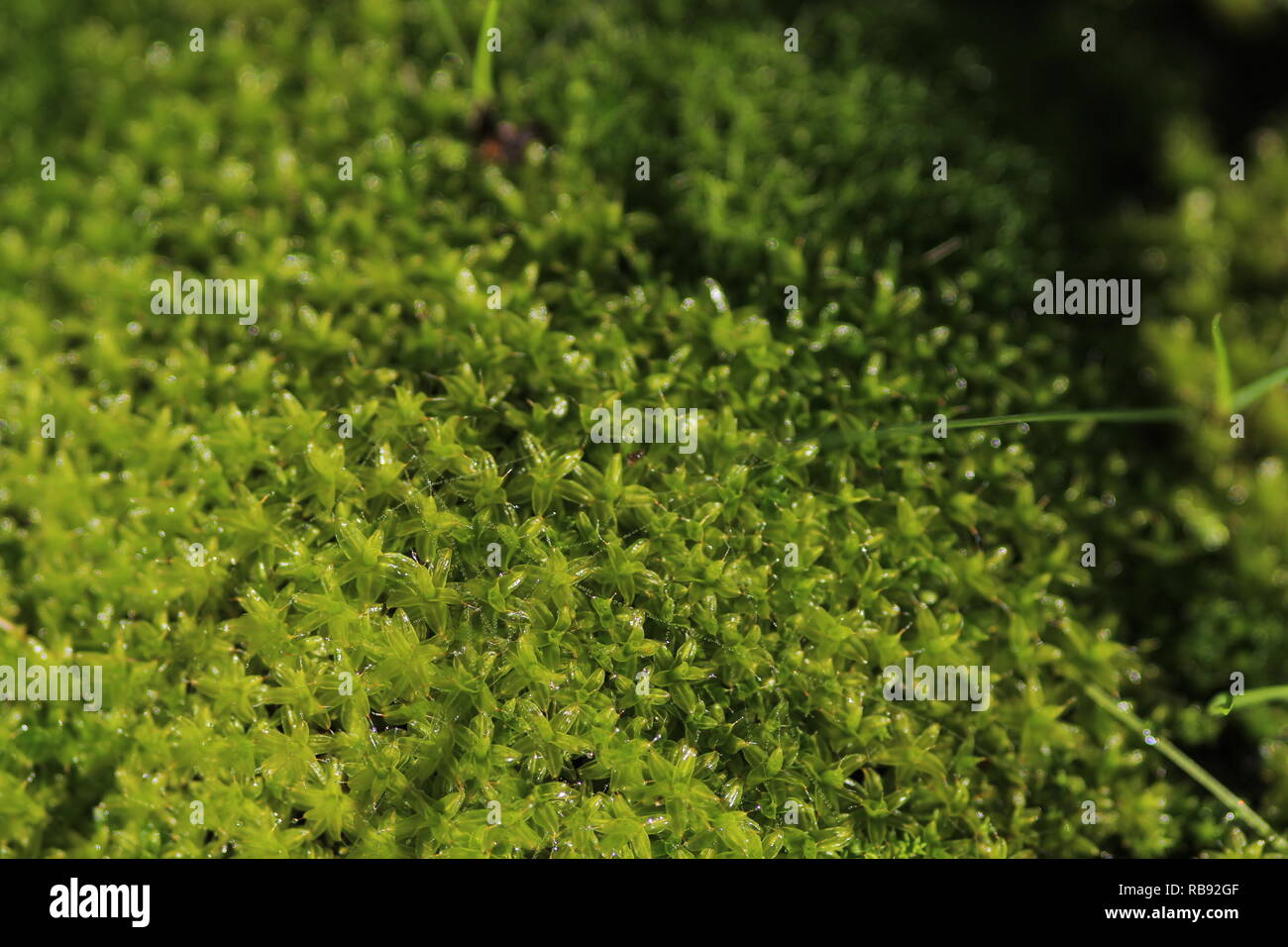 green moss with dew, background nature Stock Photo