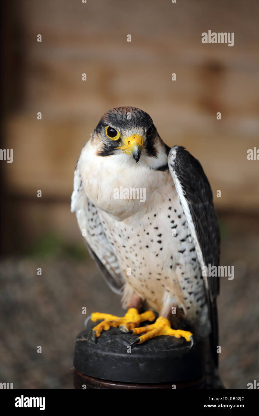 Lanner Falcon, Falco biarmicus, sitting on a tree stump. Stock Photo