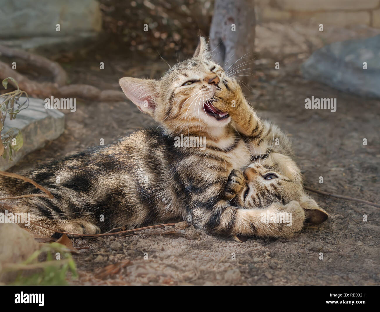 Two brown tabby baby kittens playing and wrestling each other, they use their paws to bat, Cyclades, Aegean island, Greece Stock Photo