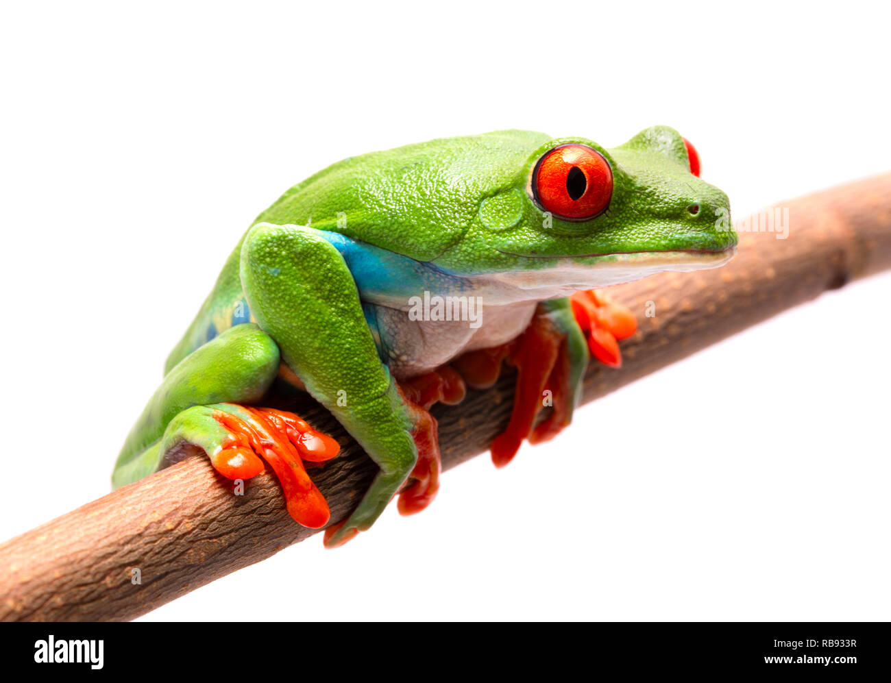 Red eyed tree frog on a branch isolated on white. Stock Photo