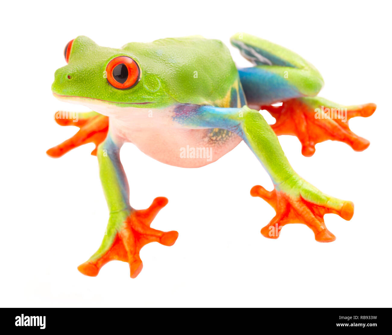 red eyed tree frog with big eyes. A beautiful rain forest animal from the jungle of Costa Rica and Panama isolated on a white background. Stock Photo