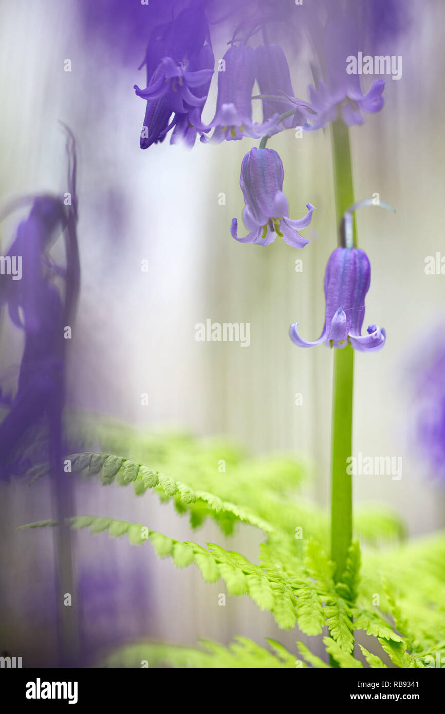 bluebell spring wild flowers dreamy fantasy. Hyacinthoides non-scripta or bluebells are beatiful vibrant violet wildflowers. Flower macro with soft fo Stock Photo