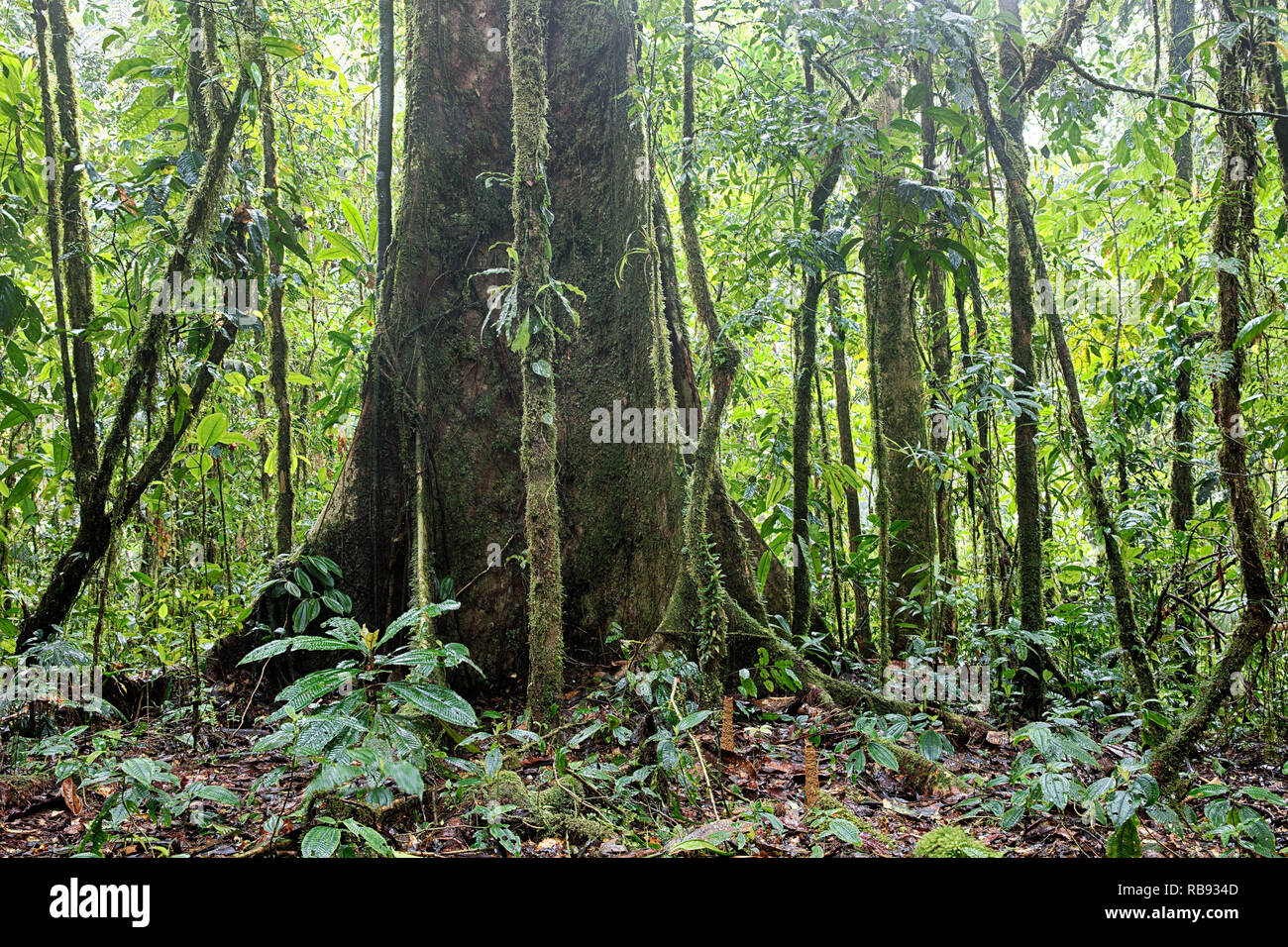 Giant rain forest tree in tropical Amazon jungle of Colombia. Stock Photo