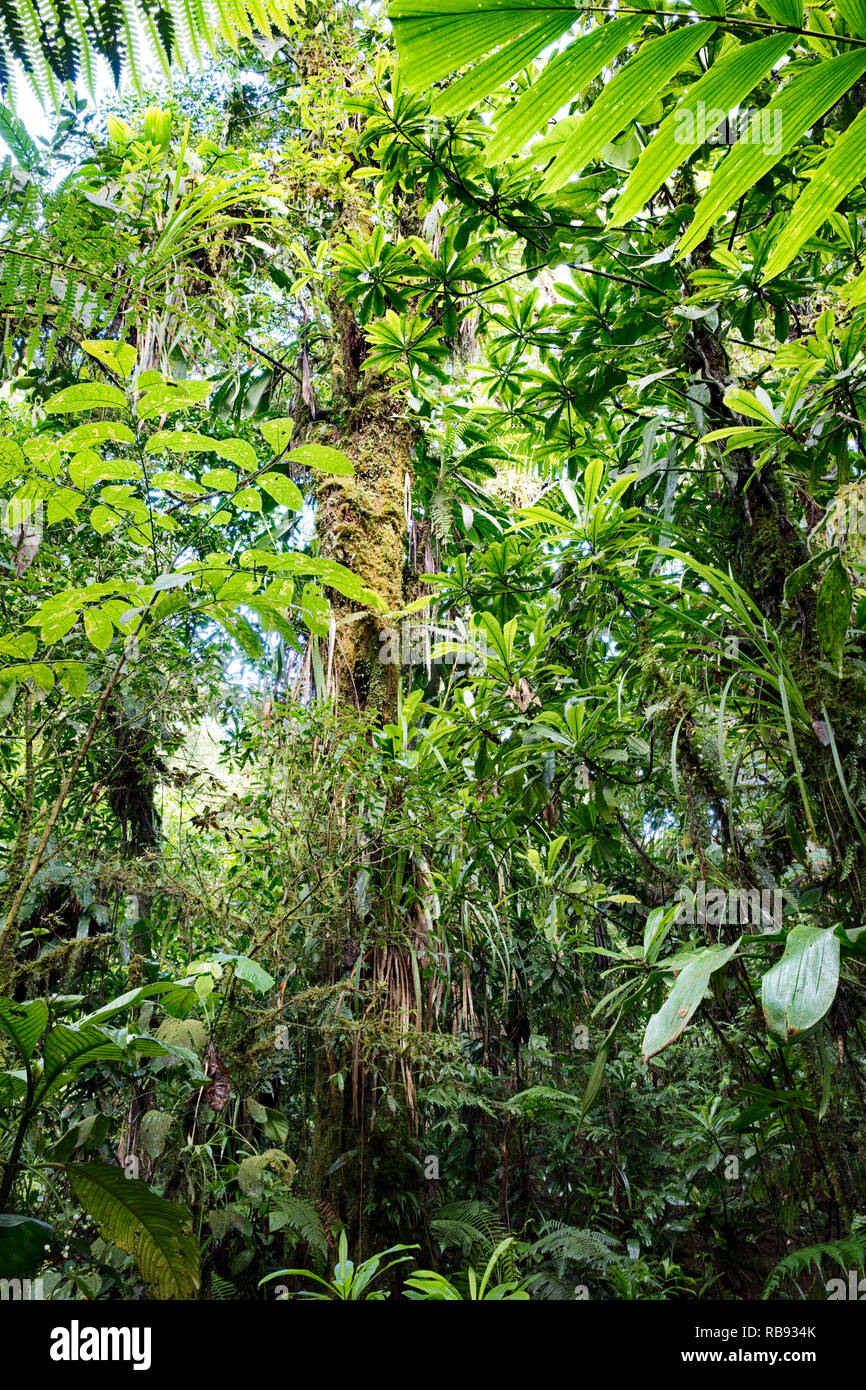lush green vegetation in tropical Amazon rain forest of Colombia Stock Photo