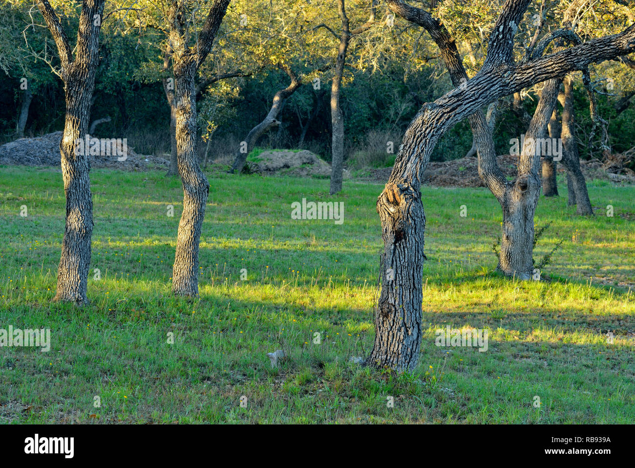 Oak trees in a parkland setting, Austin, Texas, USA Stock Photo Alamy
