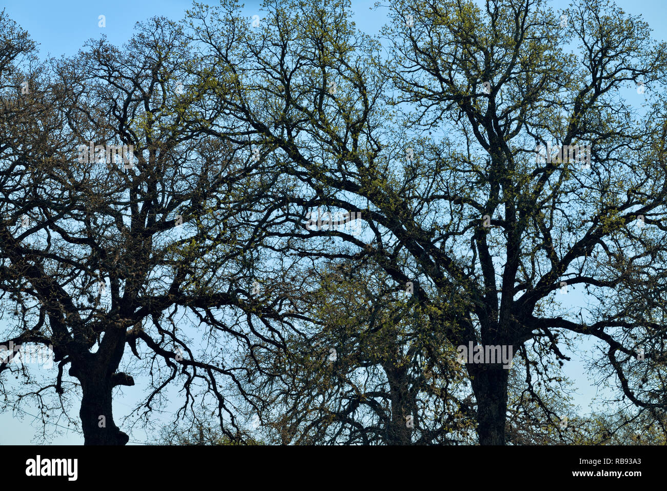 Live oak texas hill country hires stock photography and images Alamy
