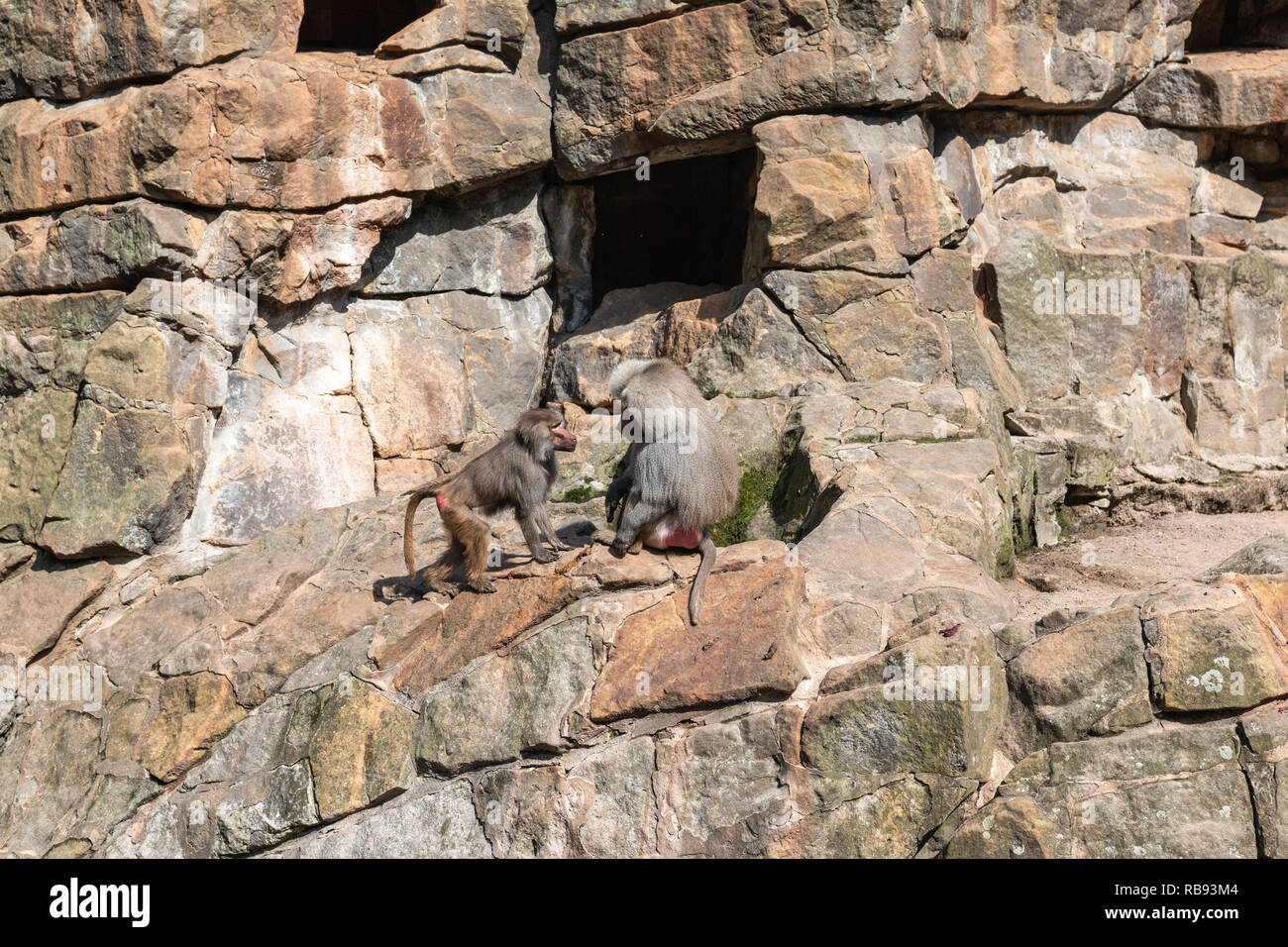 Two monkeys at Berling zoo, Germany Stock Photo Alamy