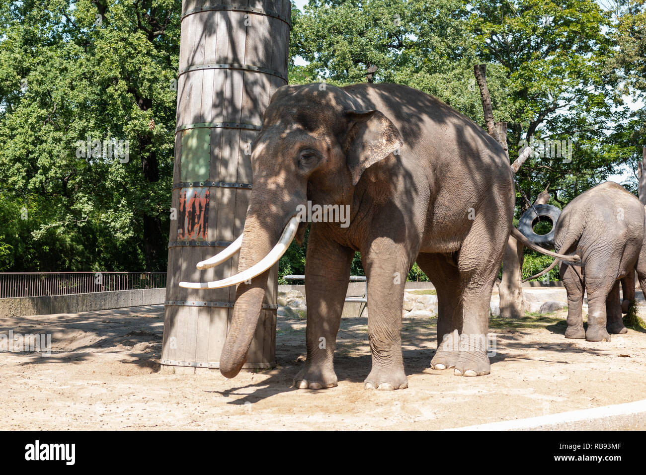 Elephants at Berlin zoo, Germany Stock Photo