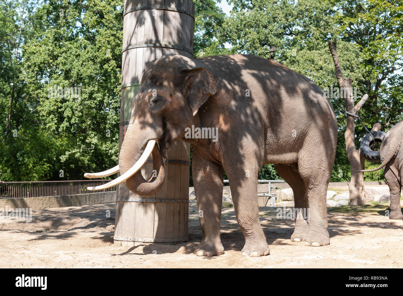 Elephants at Berlin zoo, Germany Stock Photo