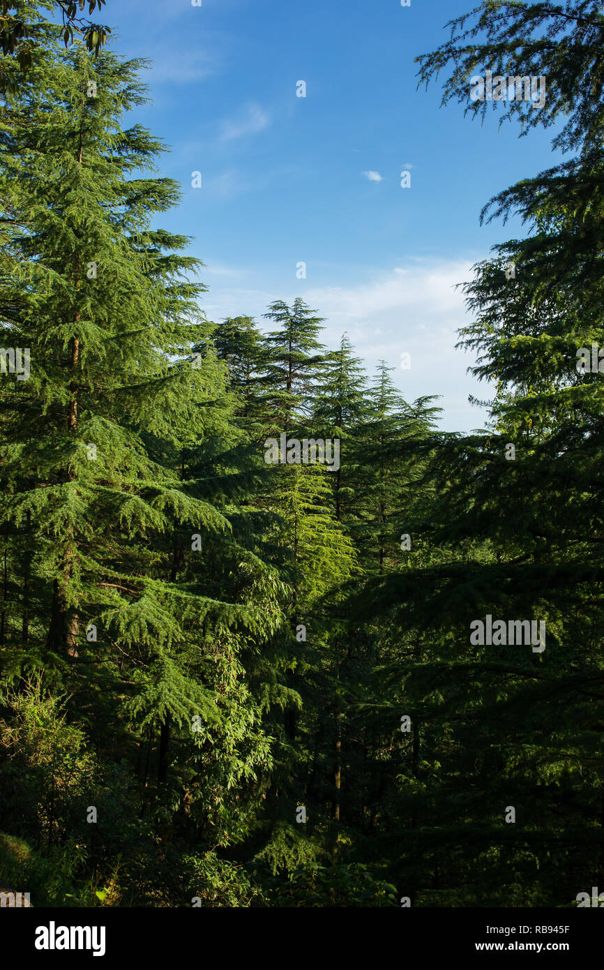 Beautiful pine forest landscape in Himachal Pradesh state, India Stock Photo