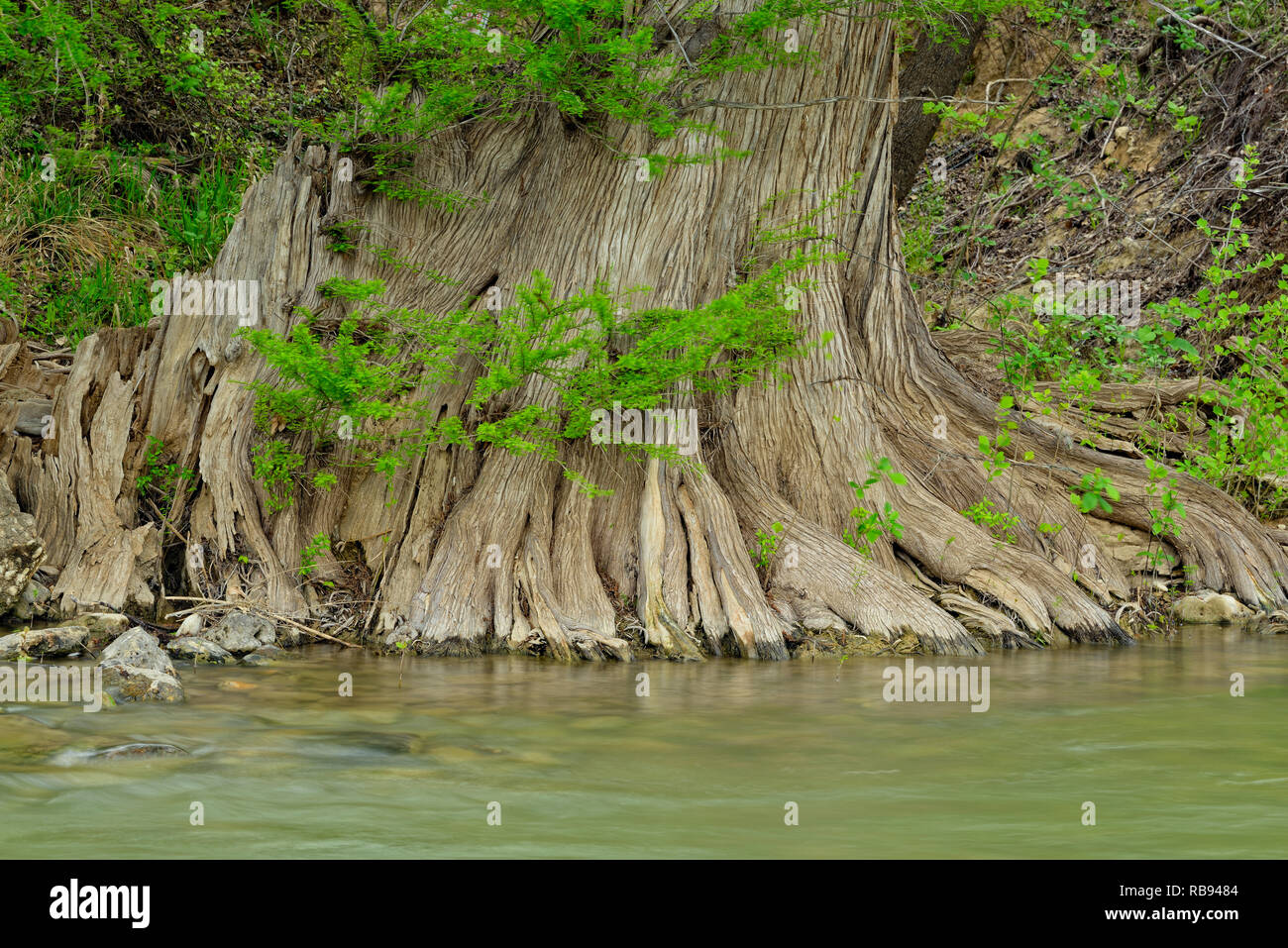 Pedernales River in spring with cypress trees, Travis County, Texas, USA Stock Photo