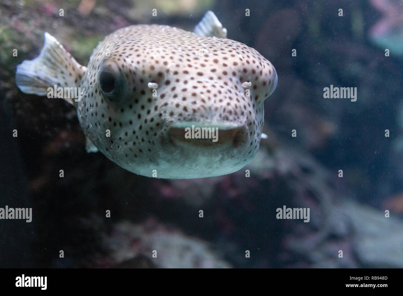 Cute puffer fish swimming in an aquarium Stock Photo - Alamy