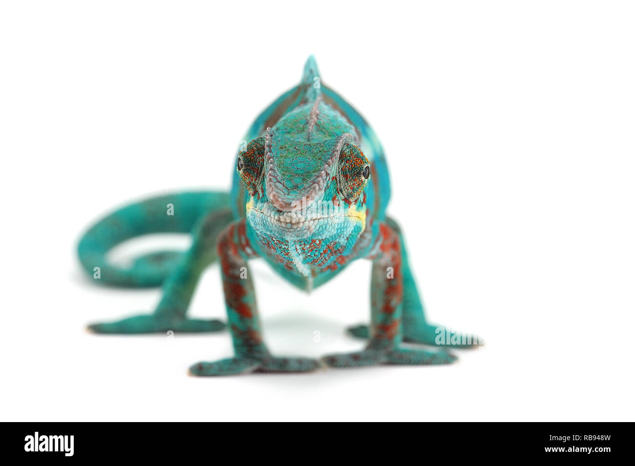 Blue lizard Panther chameleon isolated on white background Stock Photo