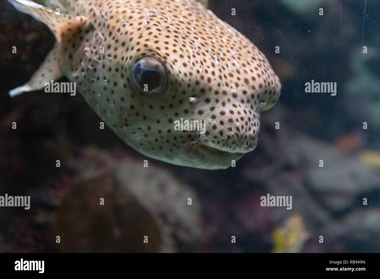 Cute puffer fish swimming in an aquarium Stock Photo