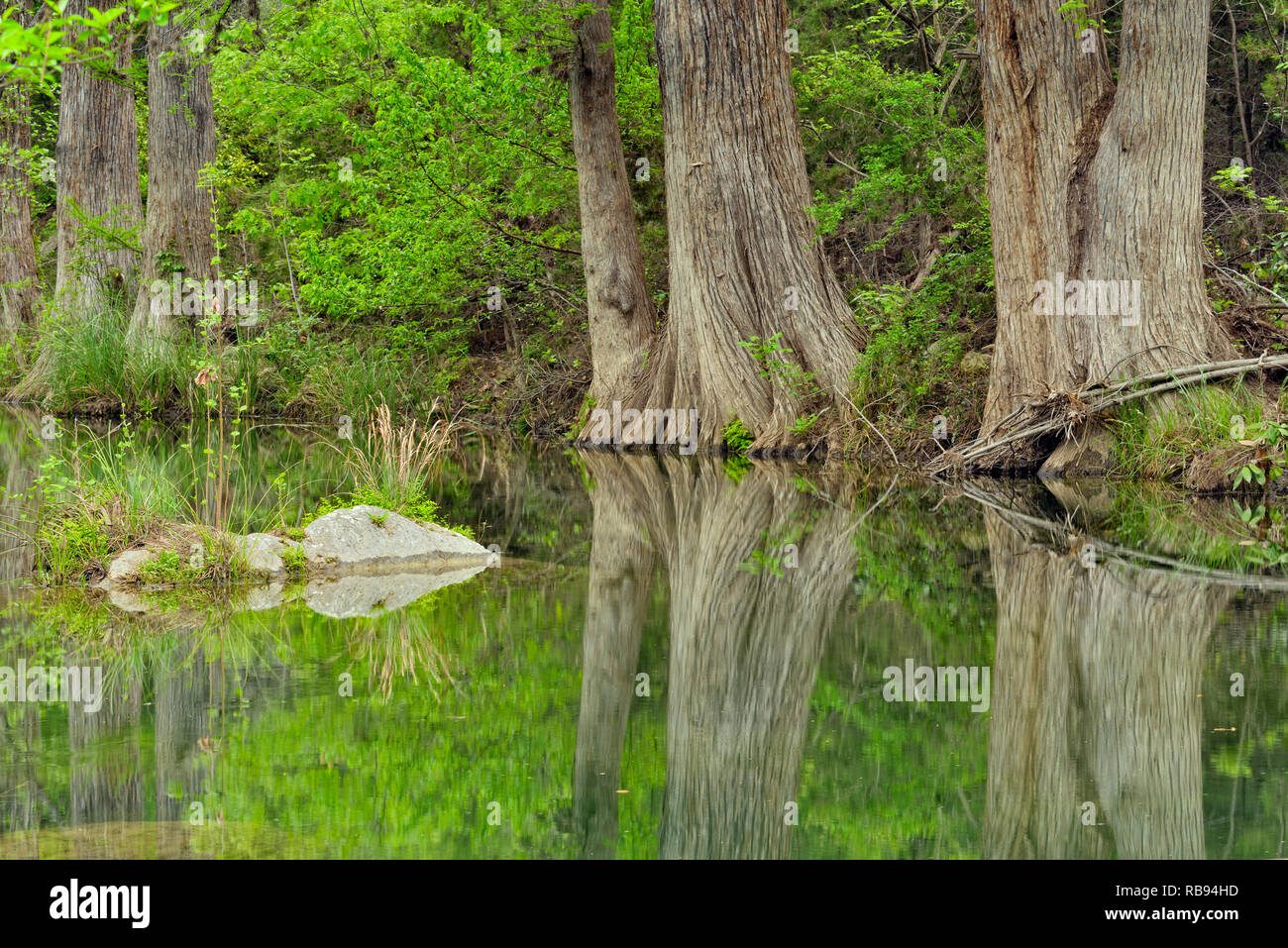 Cypress tree reflections in Hamilton Creek, Hamilton Pool Preserve Travis County Parks, Texas, USA Stock Photo