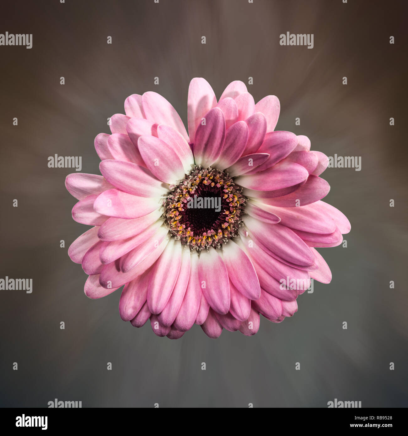 Pink gerbera daisy glower on a pastel and brown background Stock Photo
