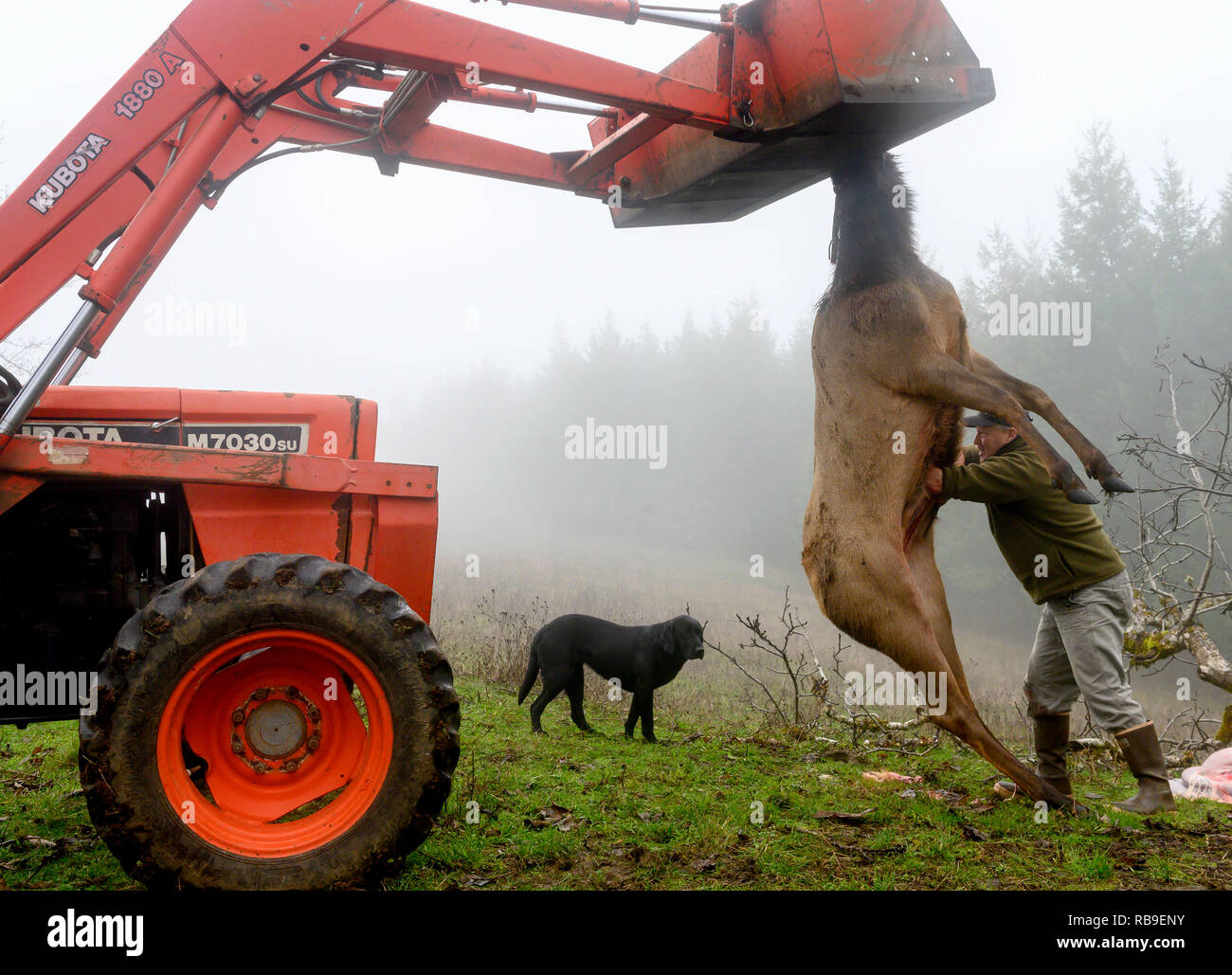 Elkton, OREGON, USA. 8th Jan, 2019. Hunter TODD HANNAH field dresses a