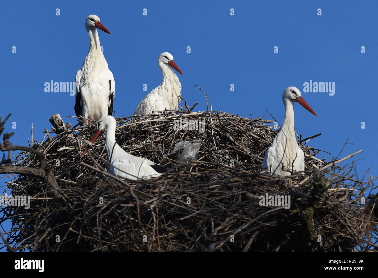 Madrid, Madrid, Spain. 8th Jan, 2019. White stork birds are seen in their nests in Madrid. In the last decades, white storks (Ciconia ciconia) throughout Europe have advanced their spring migrations, this species arrived 30 and 40 days early In Spain. Credit: John Milner/SOPA Images/ZUMA Wire/Alamy Live News Stock Photo