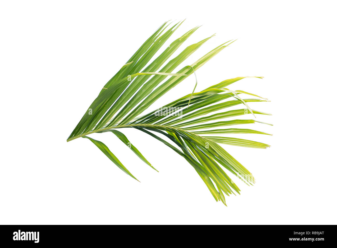 Green leaf of palm tree isolated on white background Stock Photo - Alamy
