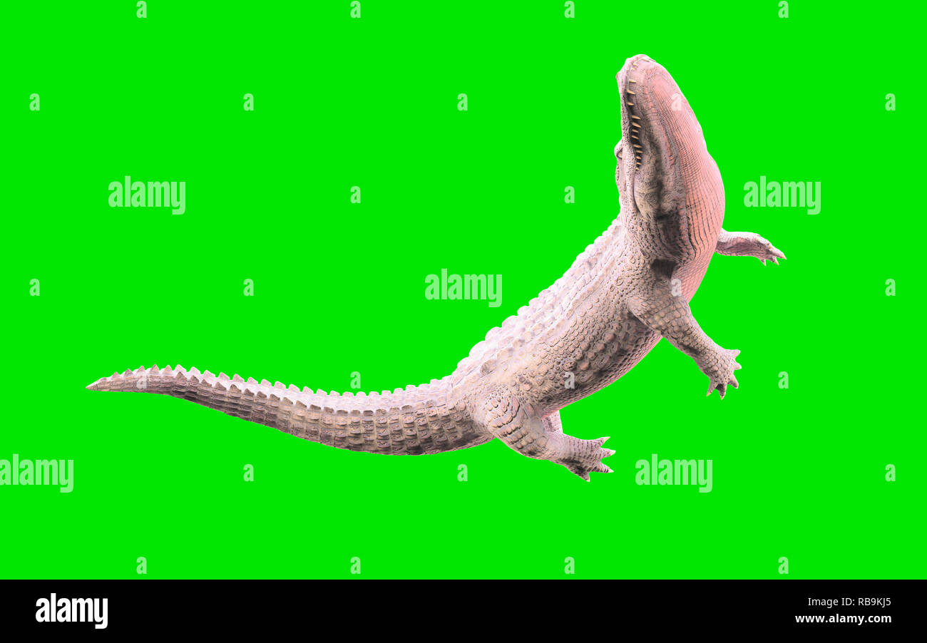 3D Illustration of albino American alligator isolated on green background, American crocodile Stock Photo