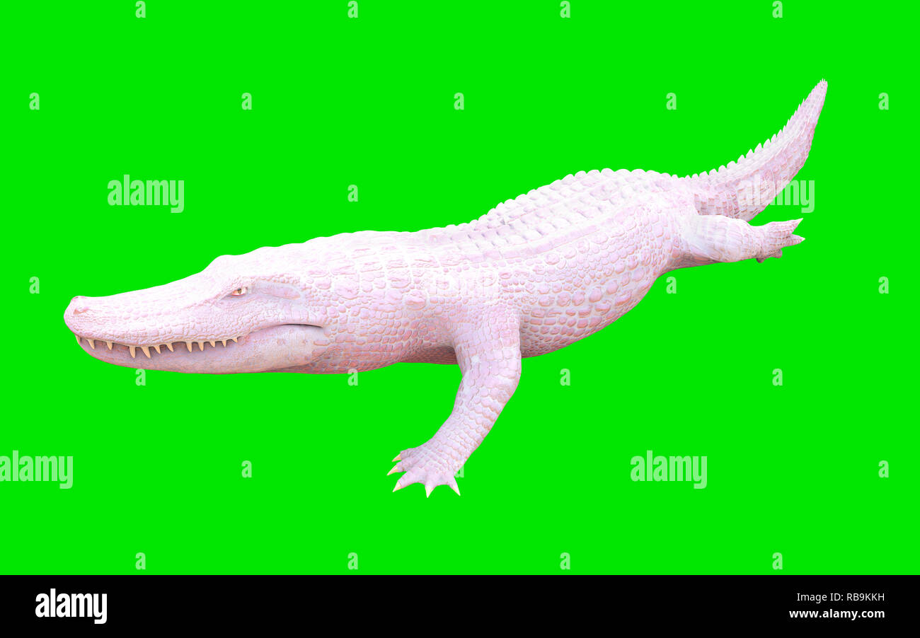 74 Albino Crocodile Stock Photos, High-Res Pictures, and Images