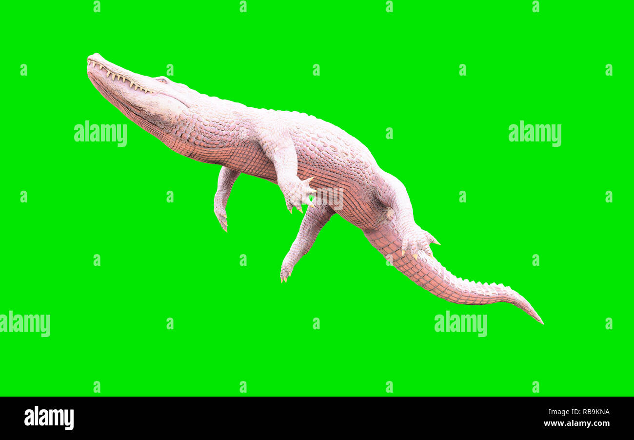 3D Illustration of albino American alligator isolated on green background, American crocodile Stock Photo