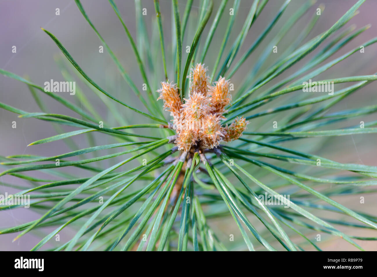 The appearance of cones on the branches of coniferous trees in the spring Stock Photo