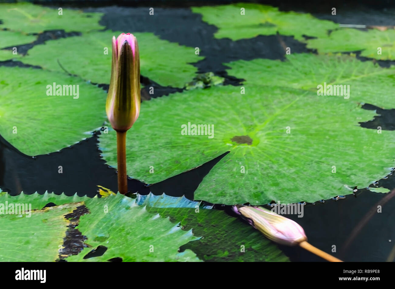 Lily of Water bud. It is also known as Water lily, Water lilies, Nymphaea and other names. Its scientific name is Nymphaea spp and belongs to the Nymp Stock Photo