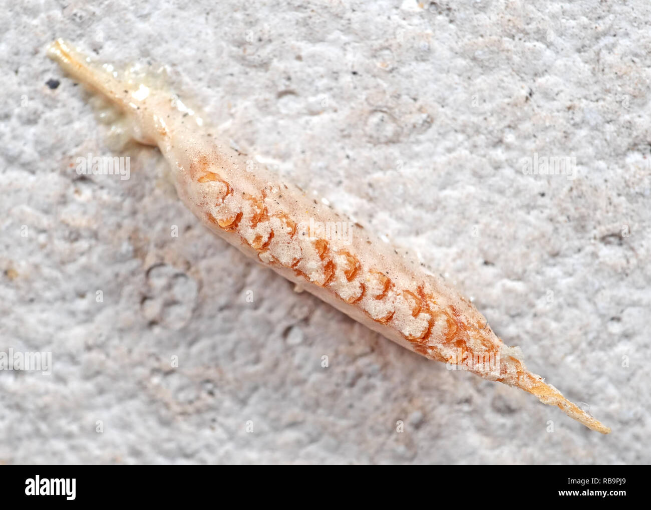 A Closer Look At Nature The Praying Mantis The Source