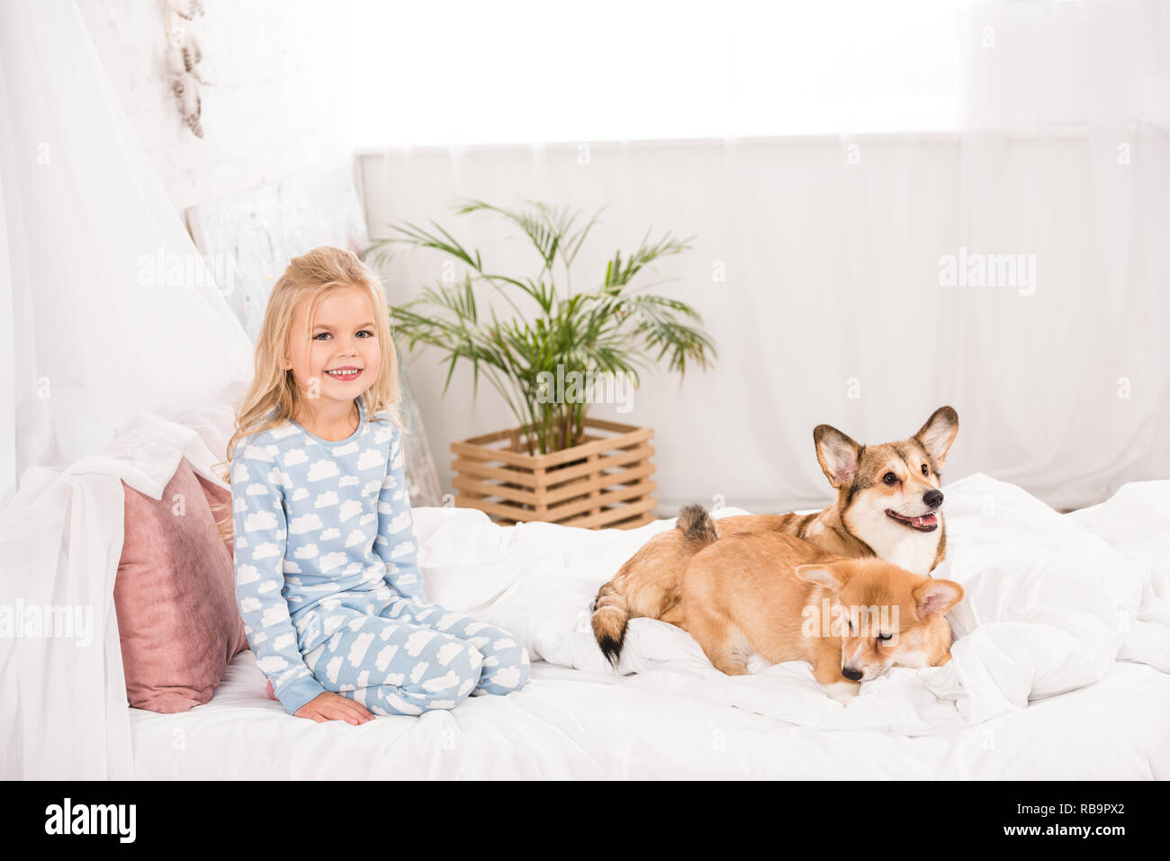 Pajamas for clearance corgis