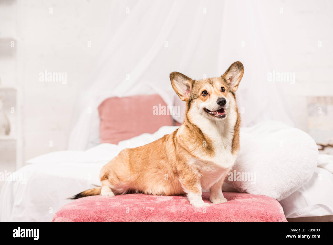 cute pembroke welsh corgi sitting on bed at home Stock Photo