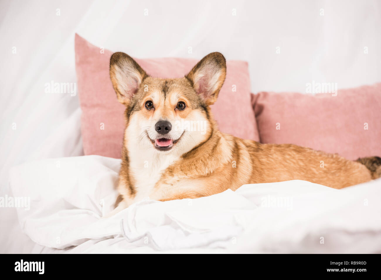 adorable pembroke welsh lying on bed at home Stock Photo Alamy
