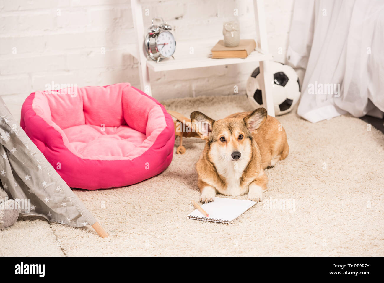 cute pembroke welsh corgi dog lying with notebook and pencil at home Stock Photo