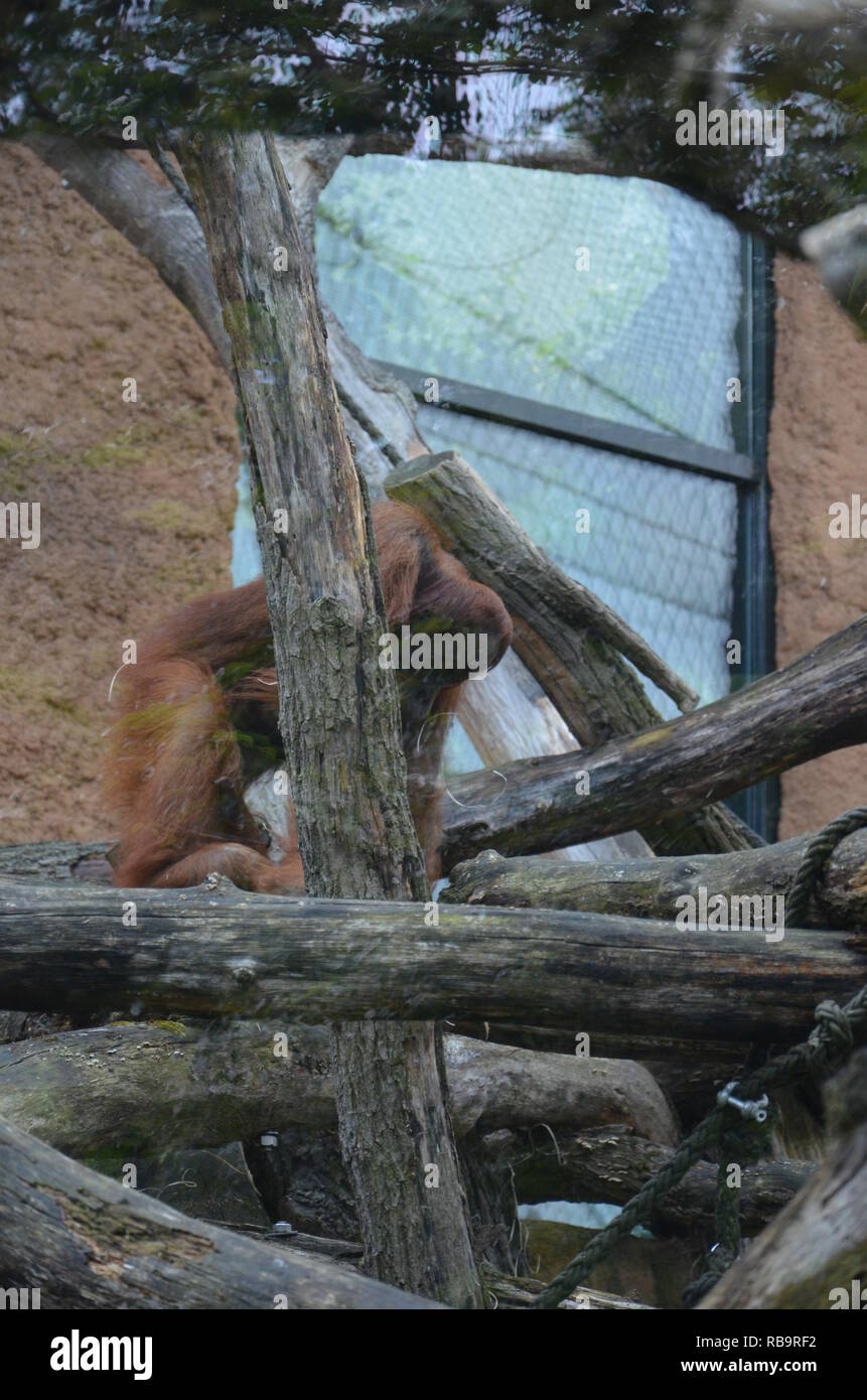 Bornean orangutan - Pongo pygmaeus Stock Photo