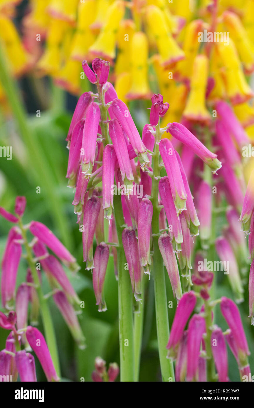 Lachenalia bulbifera flowers. Stock Photo