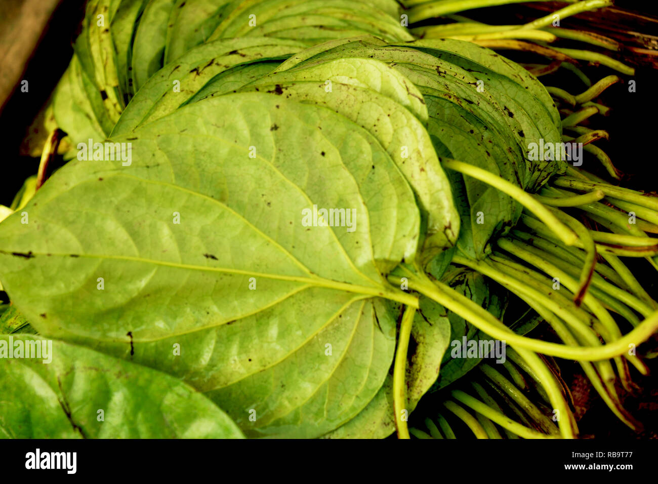 Betel leaf is mostly consumed in Asia that reduces gastric pain Stock Photo