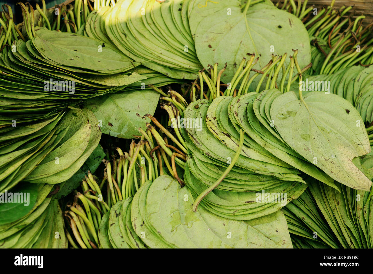 Betel leaf is mostly consumed elsewhere in the world by some Asian emigrants Stock Photo