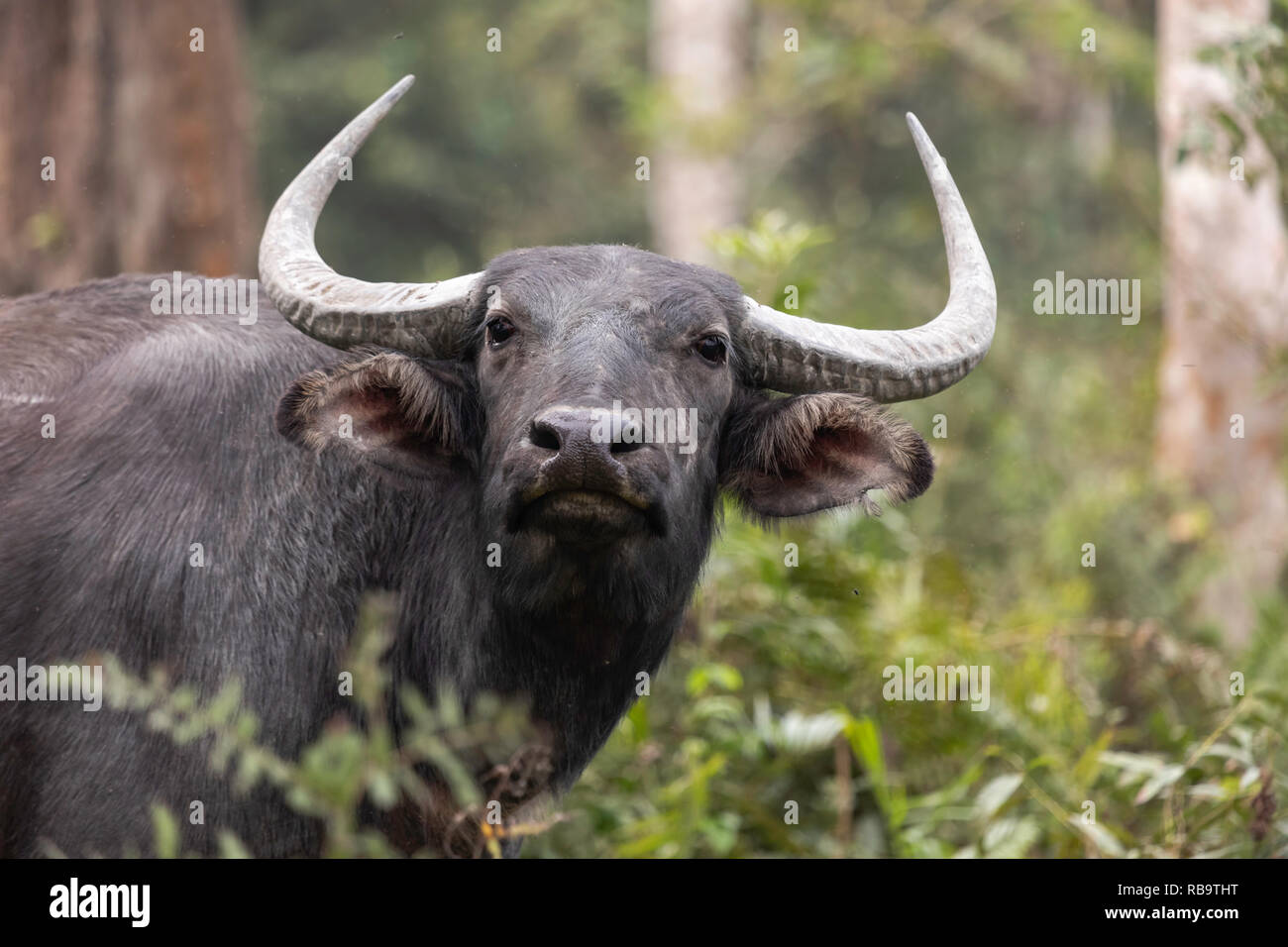 Portrait:Wild Asian buffalo (Bubalus arnee) at Kazranga NP, Assam, India Stock Photo